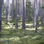 Rauhallinen kuva mäntymetsästä, auringon valo pilkistää puiden välistä.