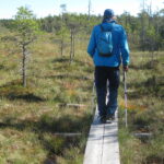 Mies kävelee suolla pitkospuita pitkin.