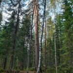 Valtavan iso mäntypuu